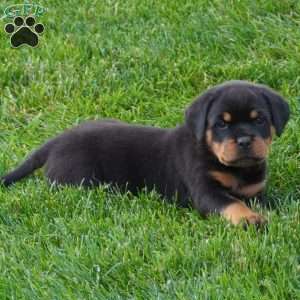 Drake, Rottweiler Puppy